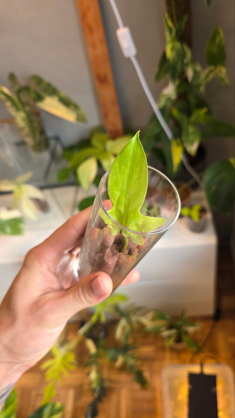 philodendron florida ghost, Enlèvement ou Envoi