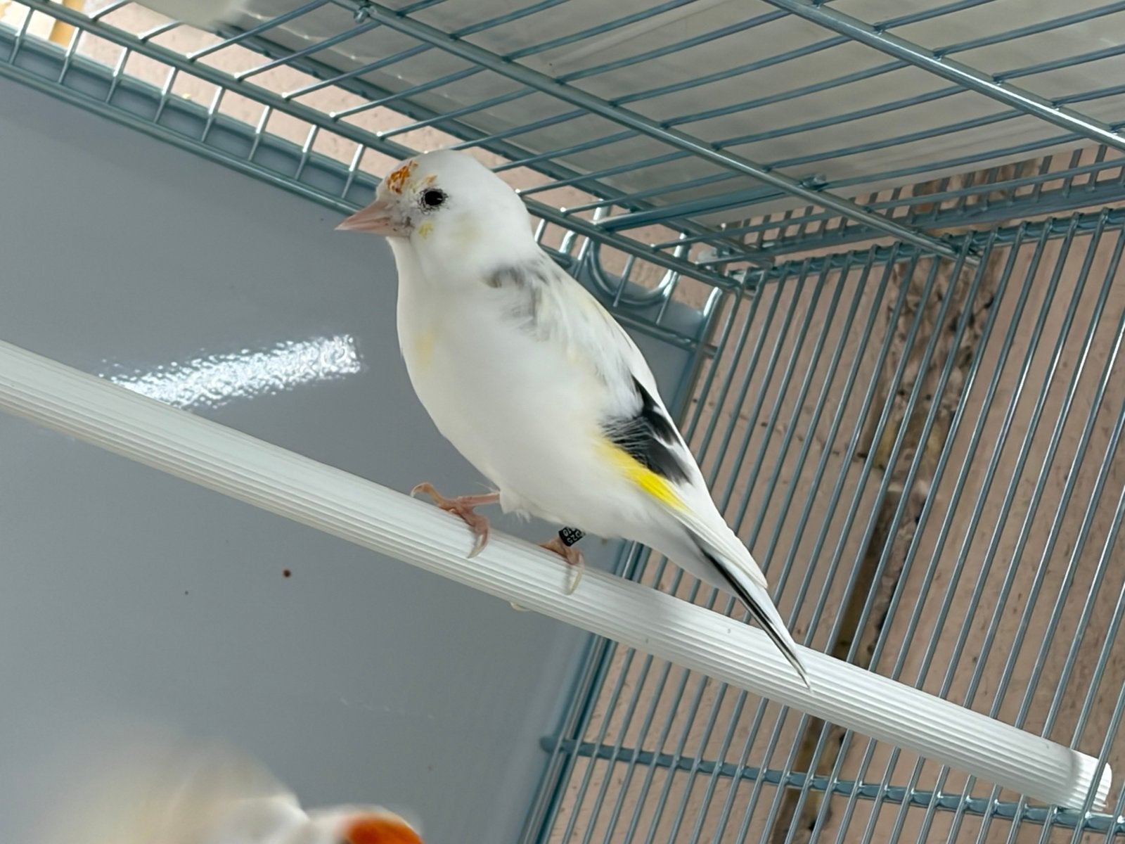 Canari, Animaux & Accessoires, Plusieurs animaux, Canari chanteur