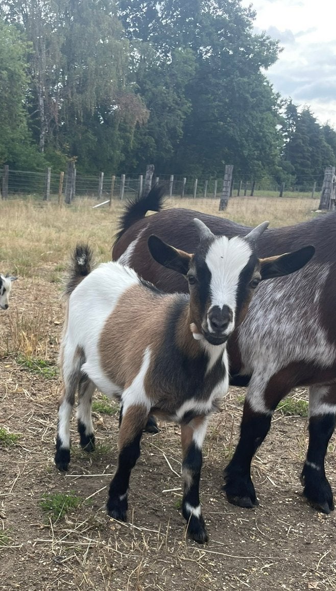 Dwerggeit bokje, Dieren en Toebehoren, Schapen, Geiten en Varkens, Mannelijk, Geit, 0 tot 2 jaar