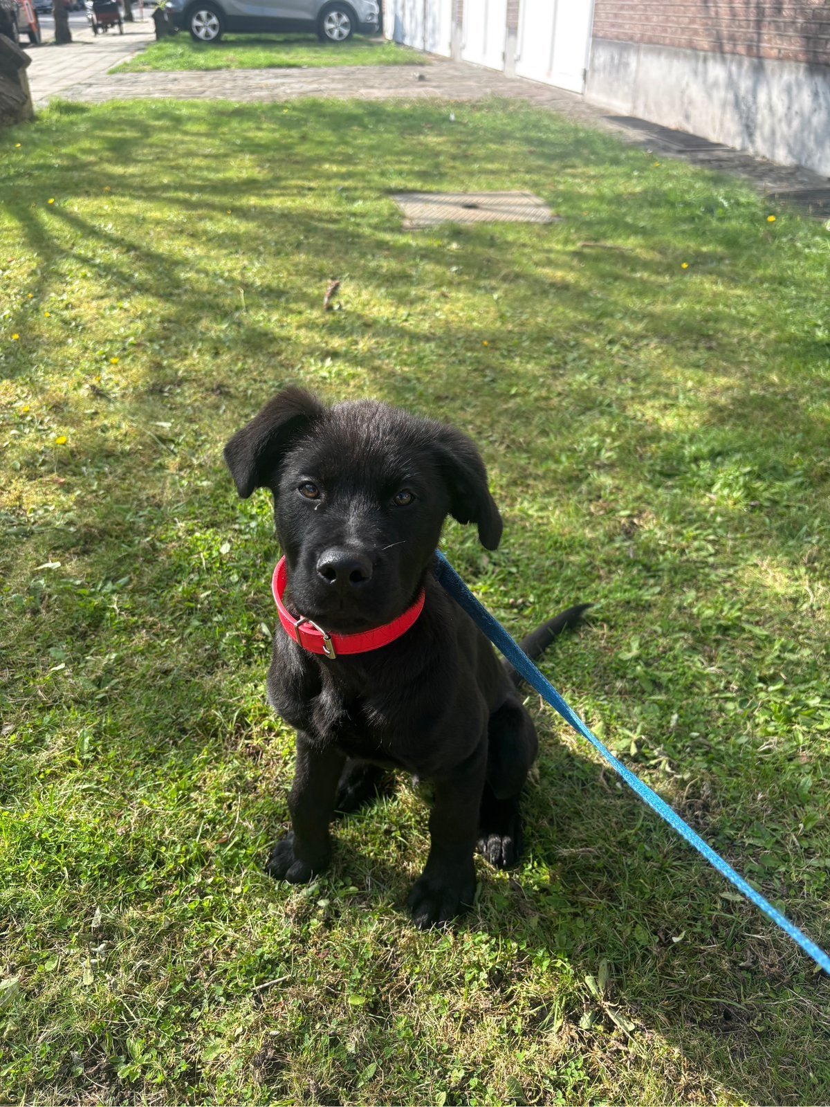 Puppy rottweiler/duitse herder, België, Particulier, 15 weken tot 1 jaar, CDV (hondenziekte)