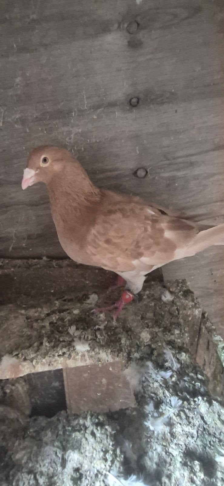 mooi duiven te koop, Dieren en Toebehoren, Vogels | Duiven