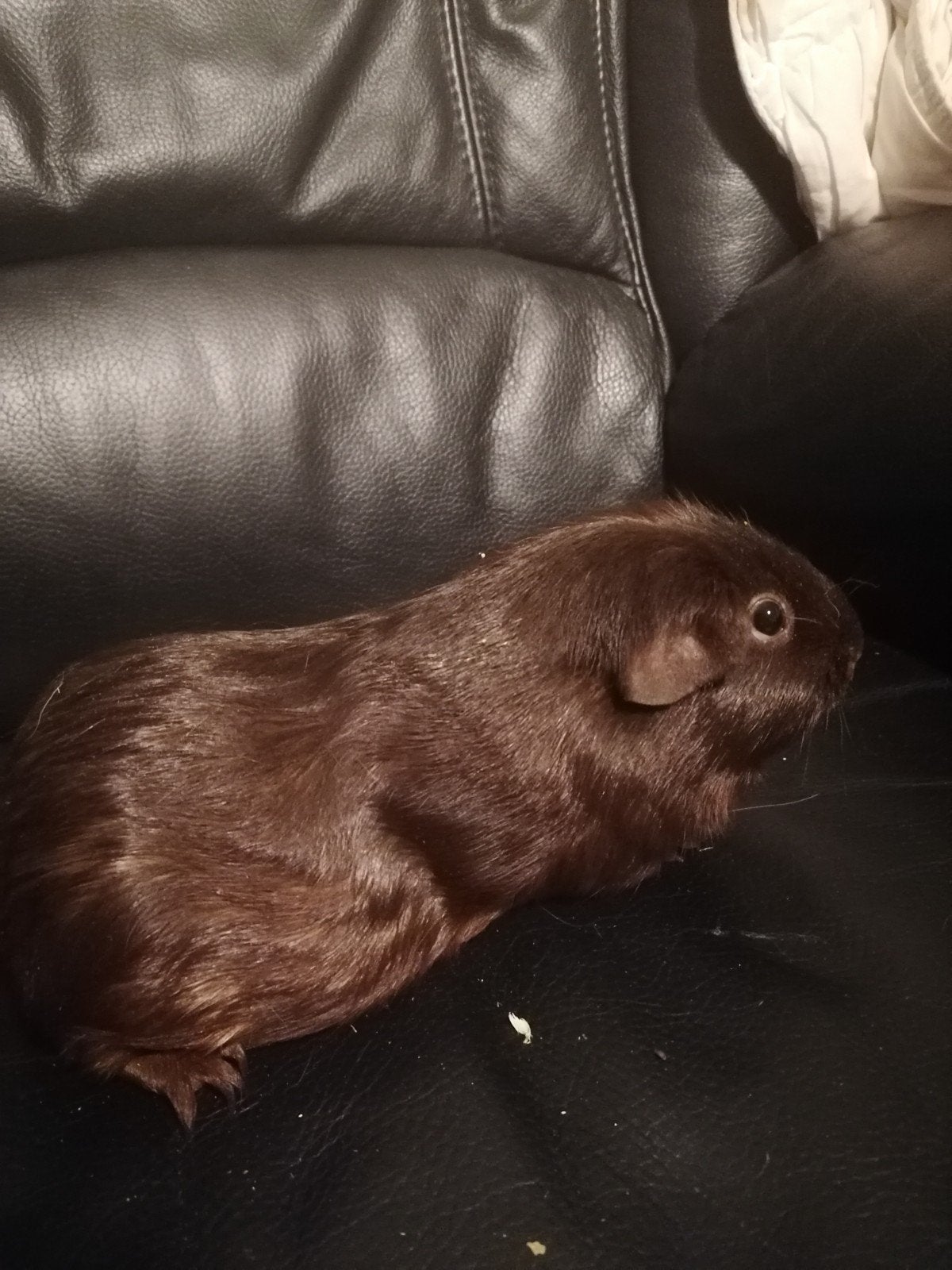 cavia zeugje, Dieren en Toebehoren, Juni, Vrouwelijk, Cavia