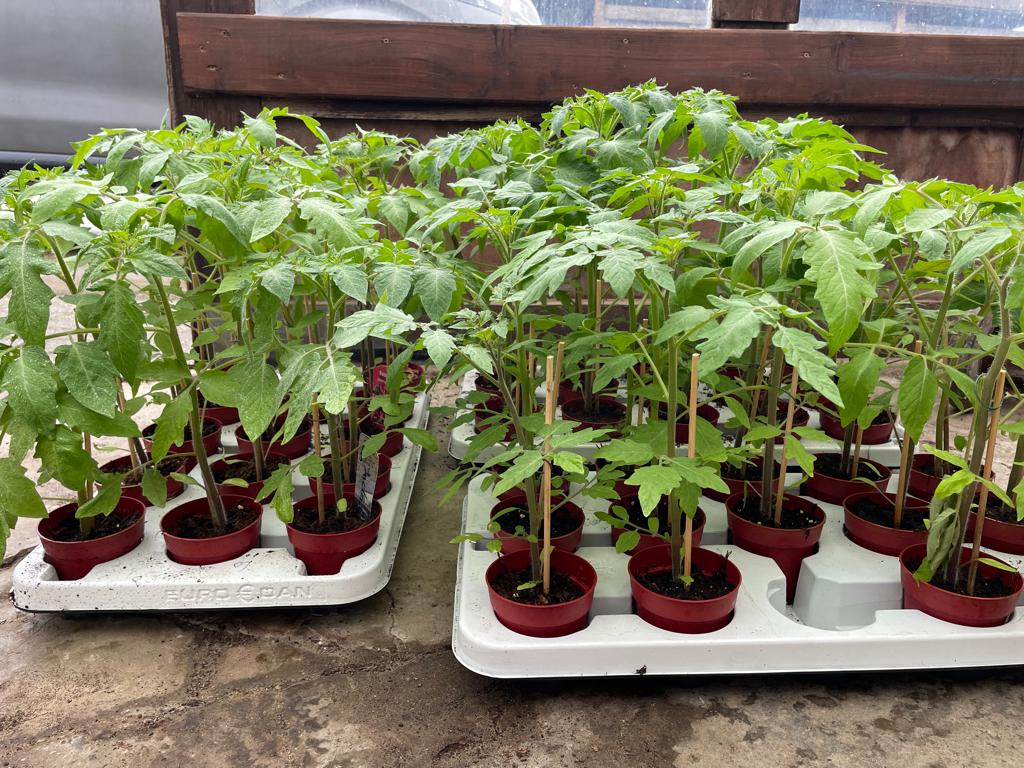 Tomaten- & paprikaplanten en pepers, Ophalen, Eenjarig