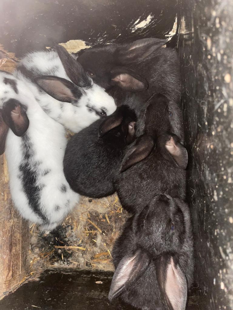 Vlinder konijnen. 8 weken oud, Grand