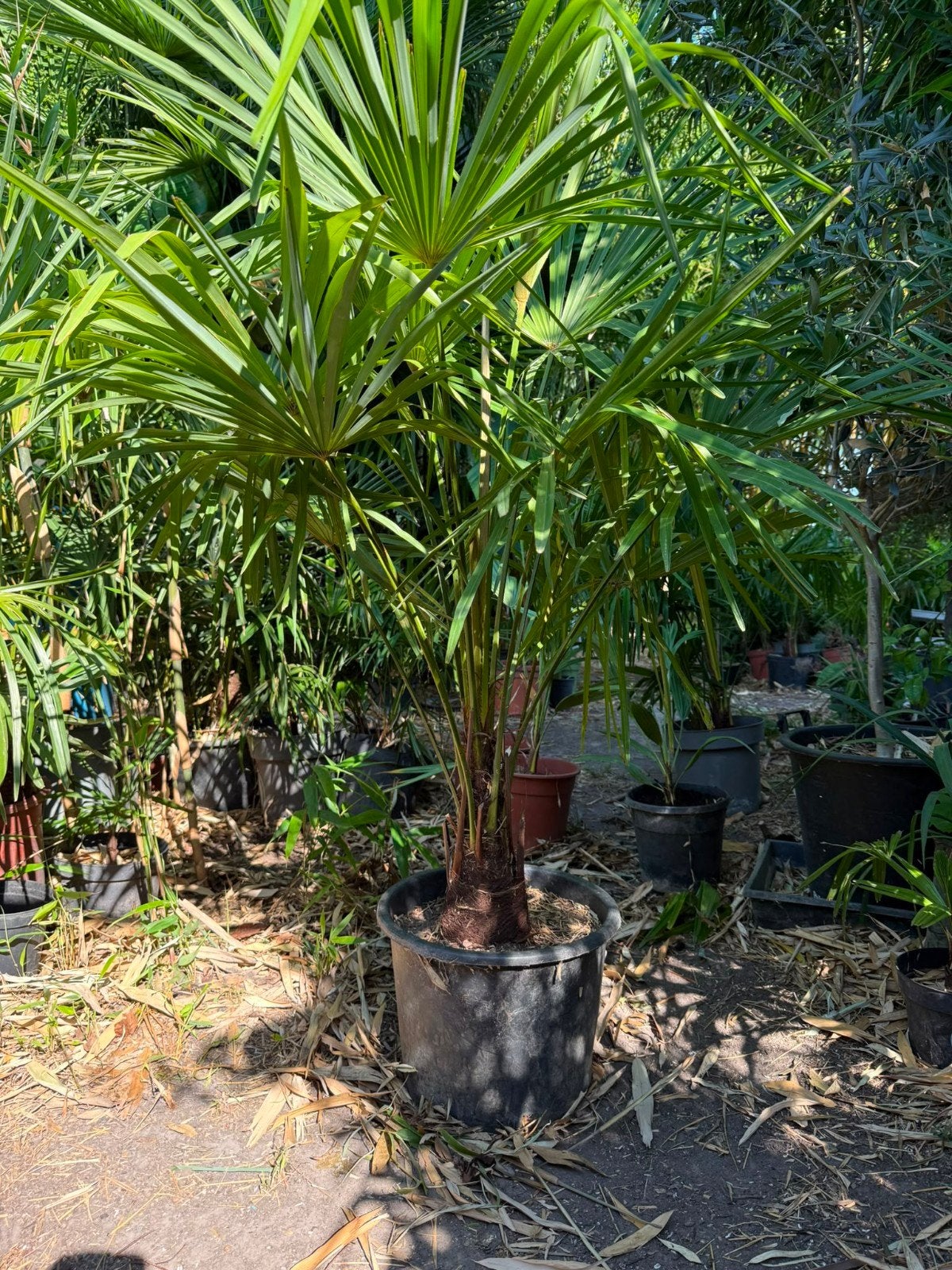 Palmier Trachicarpus fortunei, Jardin & Terrasse, Enlèvement