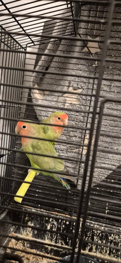 Te koop koppel agapornis met grotte kooi, Dieren en Toebehoren, Meerdere dieren, Dwergpapegaai of Agapornis, Tam