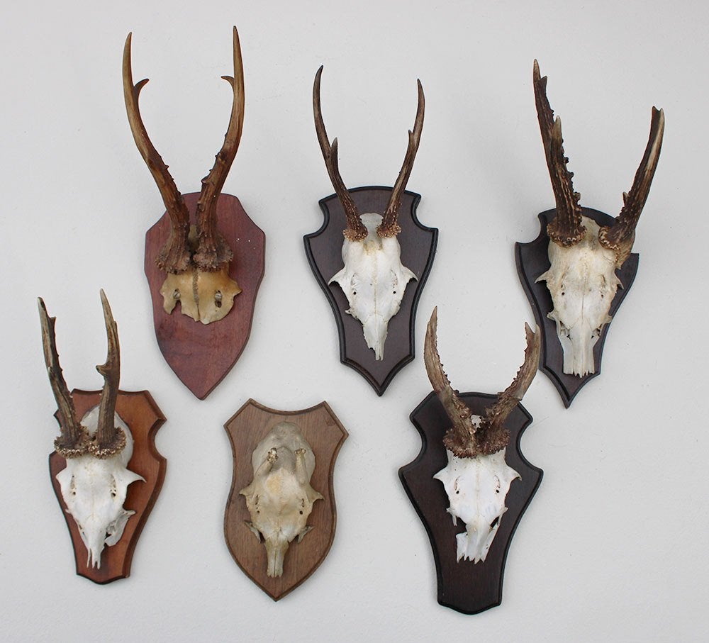 OPRUIMING : 6 x REE GEWEI op houten schild met kaakdeeltjes, Collections, Collections Animaux, Enlèvement ou Envoi, Utilisé, Cerf