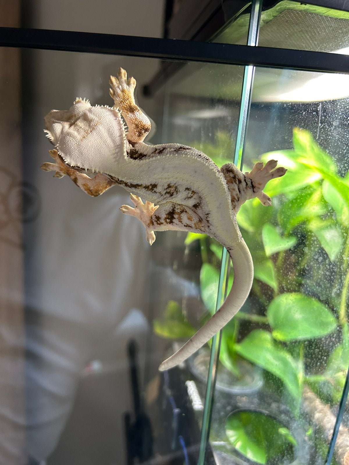 Wimpergekko lily white + terrarium, Dieren en Toebehoren, Met terrarium, 0 tot 2 jaar