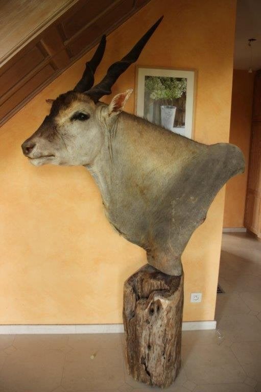 Taxidermie enorm grote afrikaanse eland antiloop, Ophalen, Gebruikt, Wild dier, Gewei of Kop