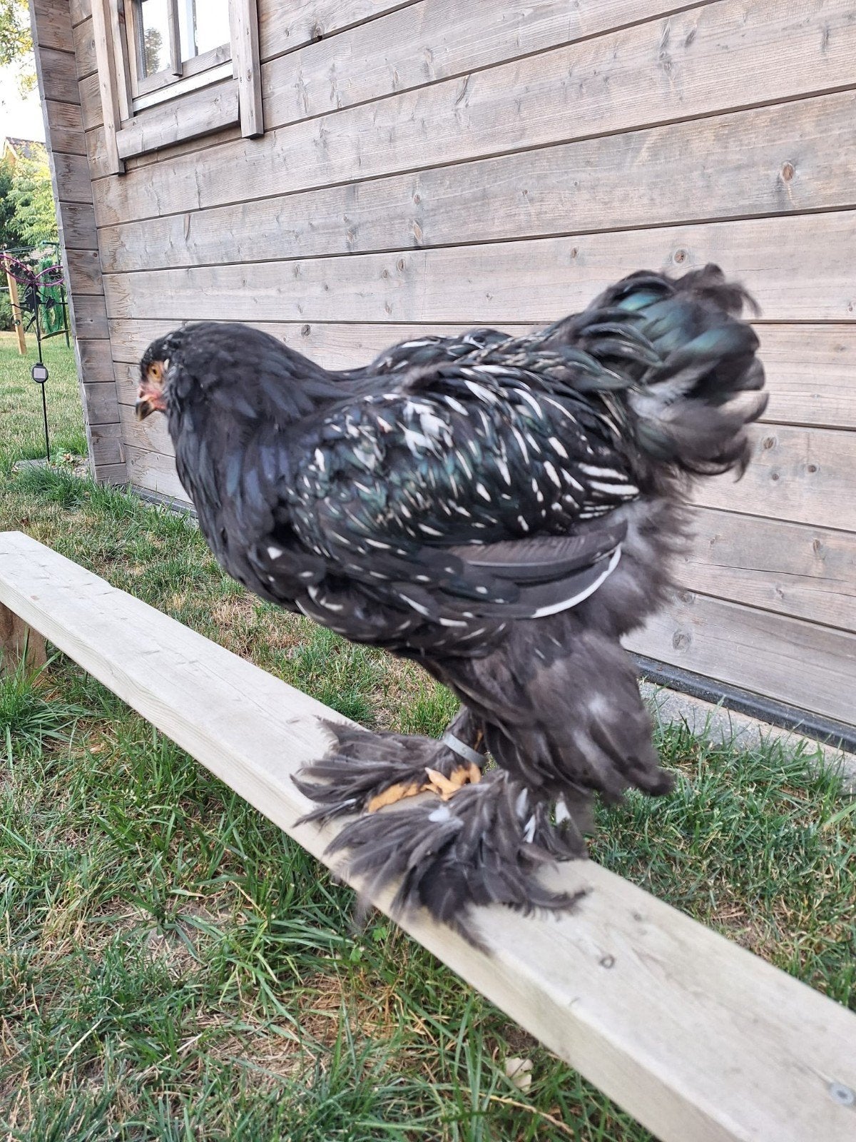 4 brahma hanen, Dieren en Toebehoren