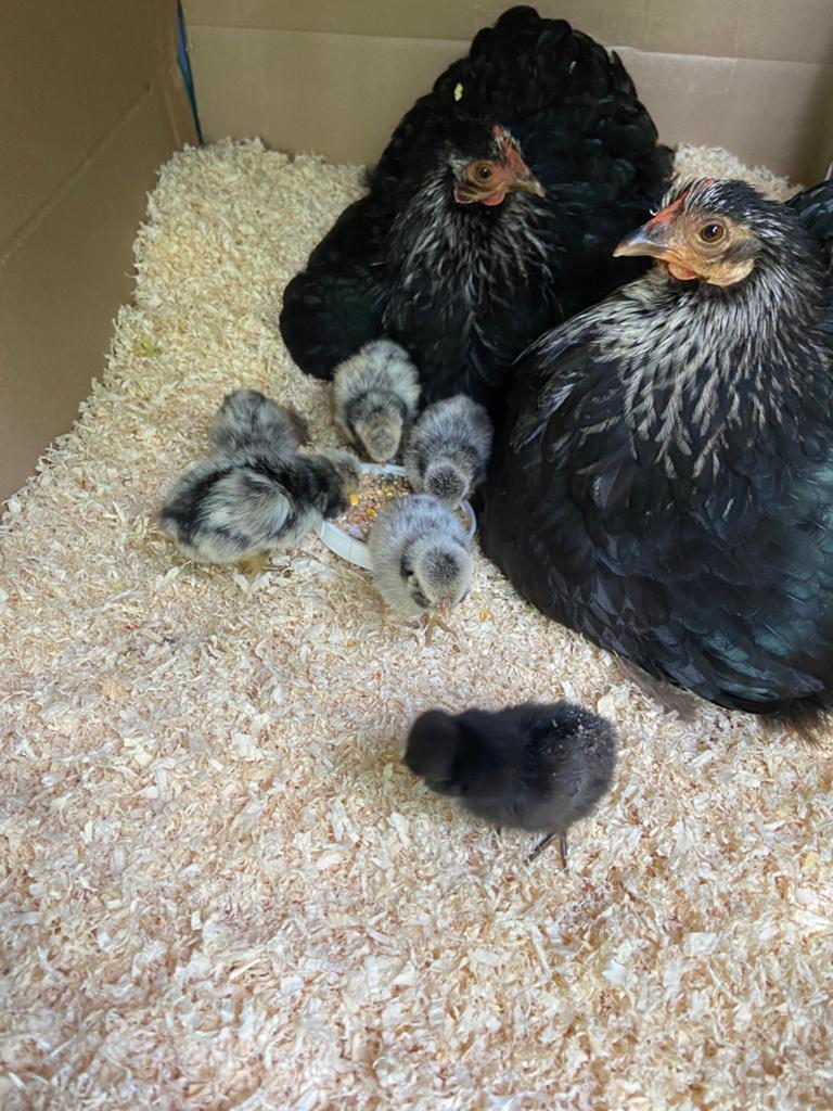 Padua kuikens, Dieren en Toebehoren, Pluimvee, Meerdere dieren, Kip