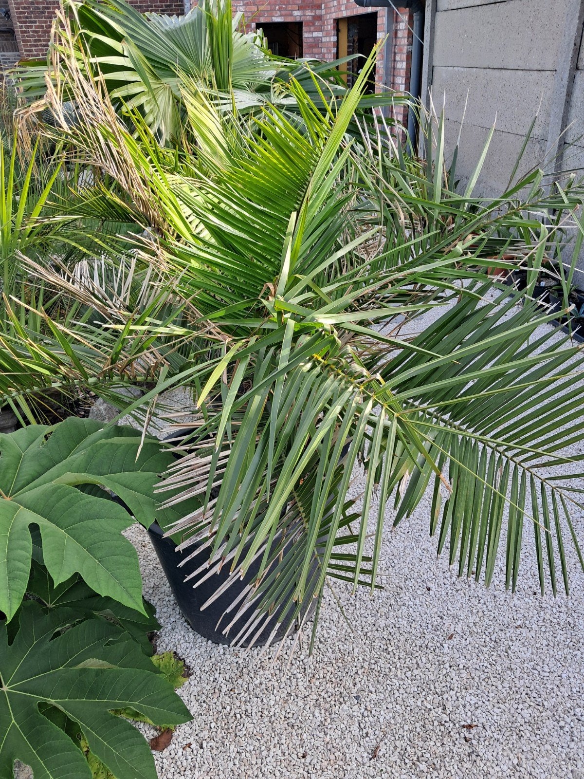 jubaea chilensis, Ophalen