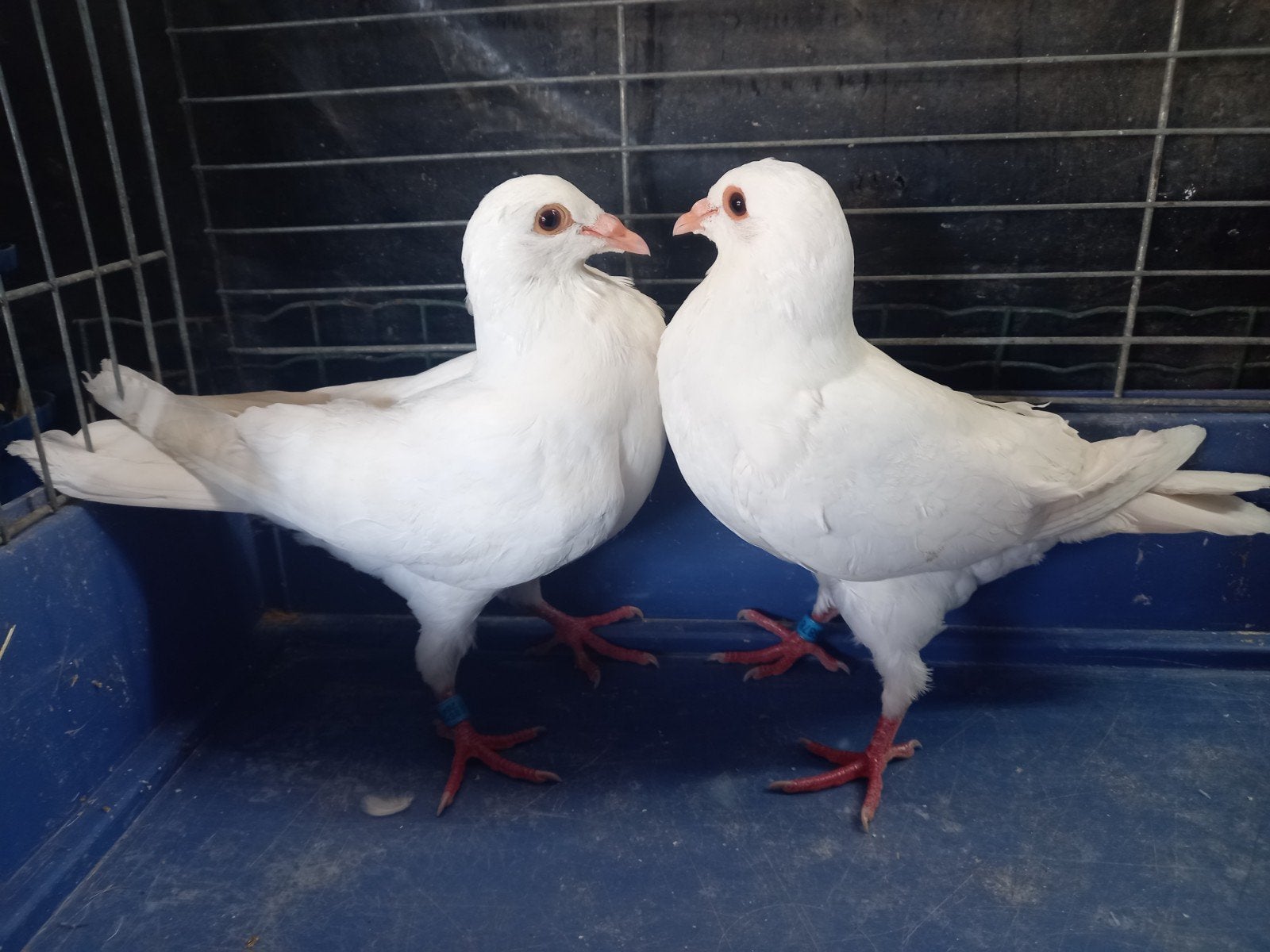 2 witte geringde duiven.., Dieren en Toebehoren, Pluimvee