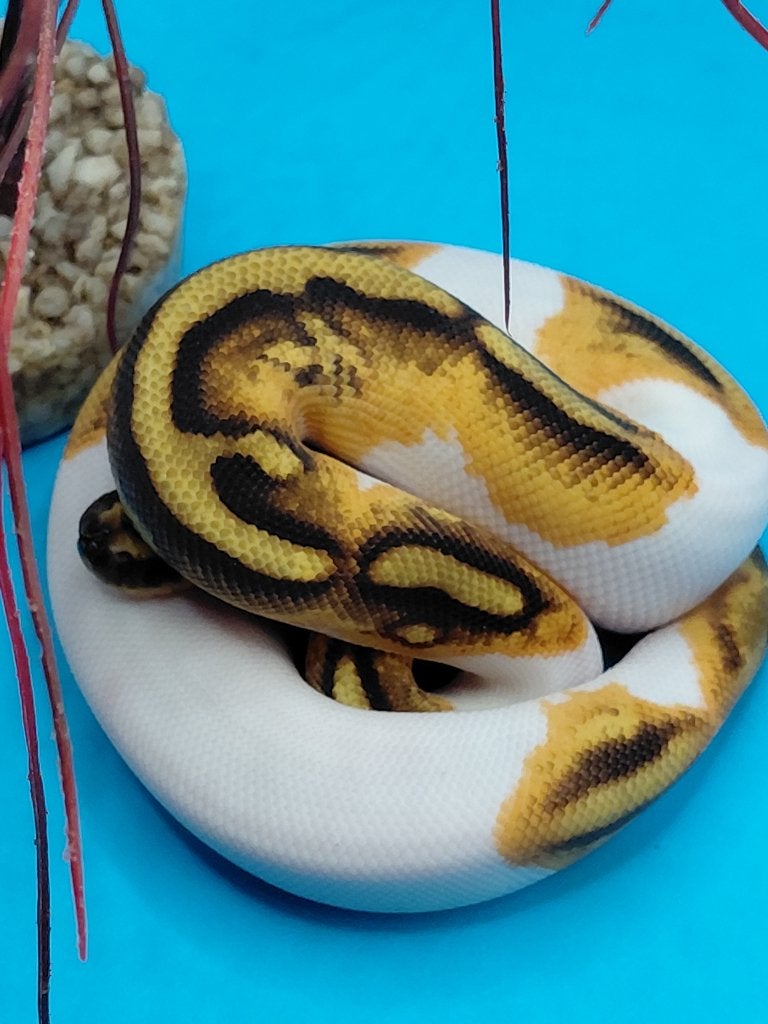 orange dream enchi yellow belly pied het desert ghost Ball Python - unknown for sale from steven