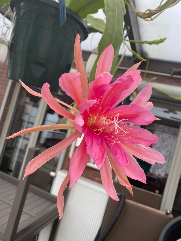 Epiphyllum. Royal Rose Bloem lichtroze binnen donkerroze, Ophalen, Gehele jaar, Volle zon