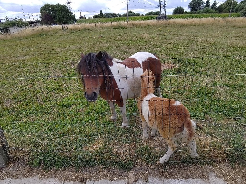 mooie bont shetlandmerrie met hengste veulen, Niet van toepassing, A pony (tot 1.17m), 7 tot 10 jaar, Recreatiepony