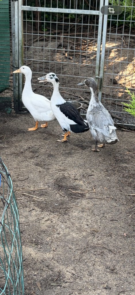 3 gewone eenden, Femelle, Canard
