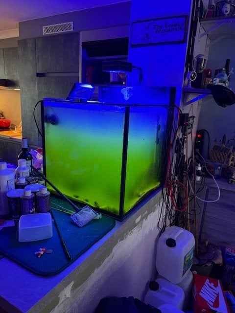 red sea nano max g2xl met technologie en toebehoren, Animaux & Accessoires, Red Sea, Aquarium d'eau de mer rempli, Poissons inclus