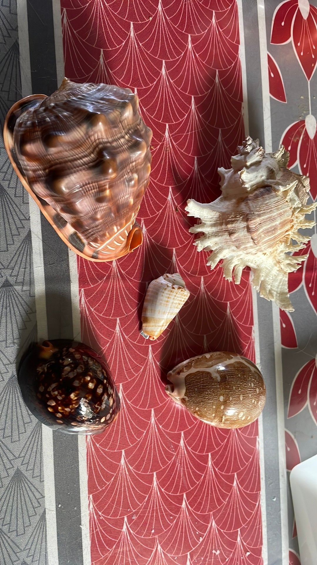 Coquillages, Enlèvement ou Envoi, Coquillage(s)