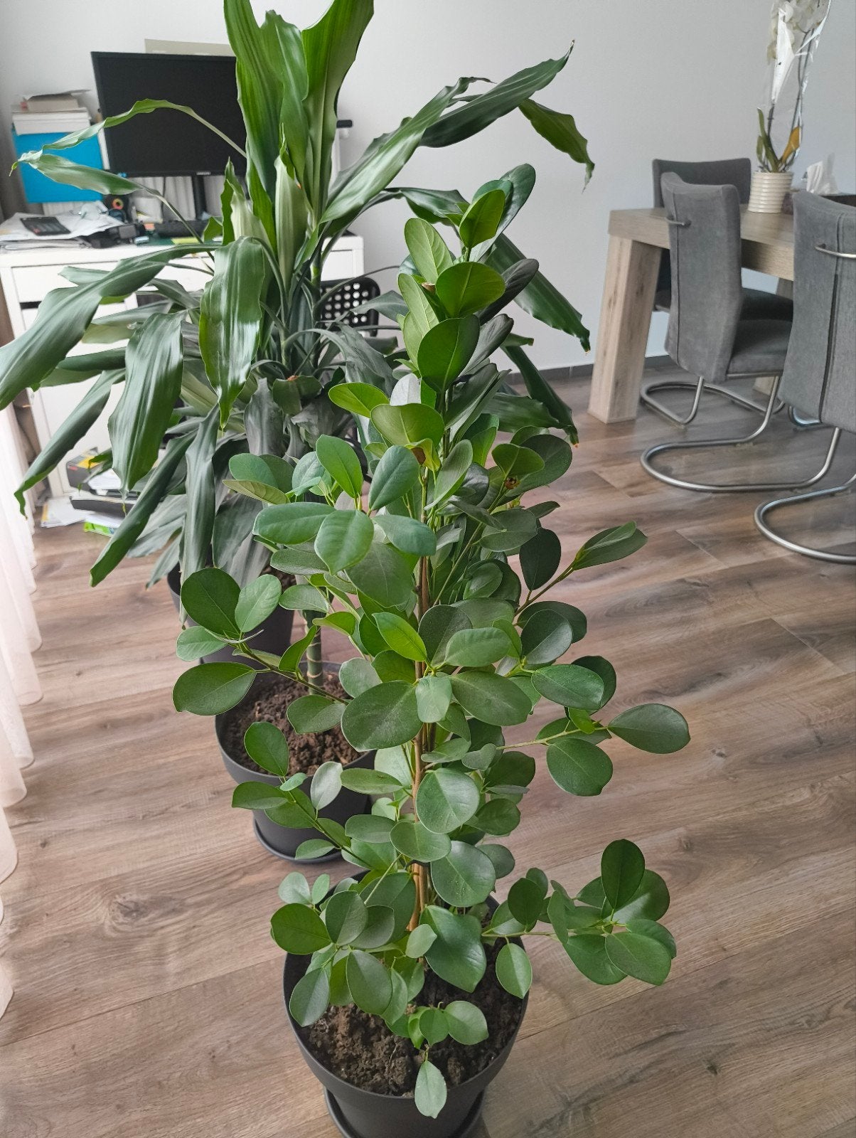 Kamerplant Ficus, Ficus, Enlèvement, 100 à 150 cm, Plante verte
