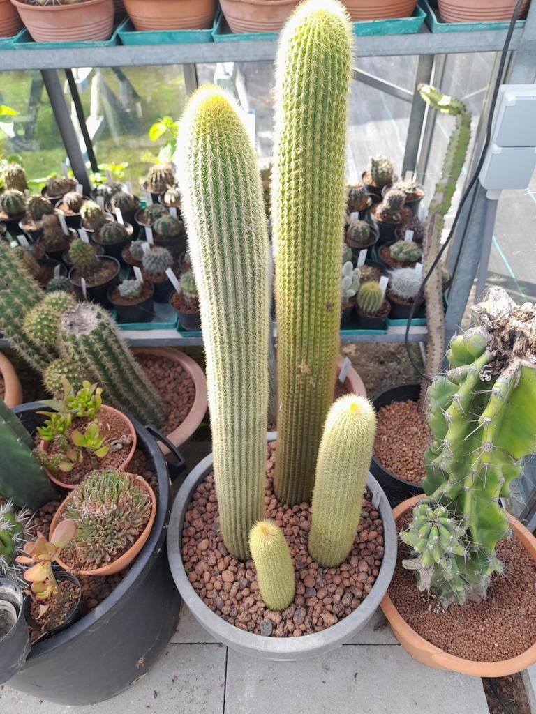 4 grote gele cactussen., Enlèvement