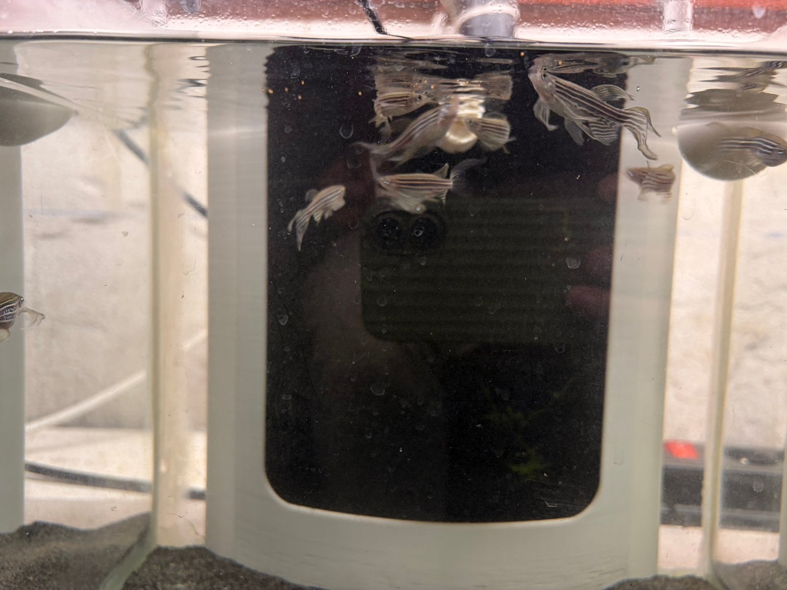 Kweekgroep longfin zebra danio’s