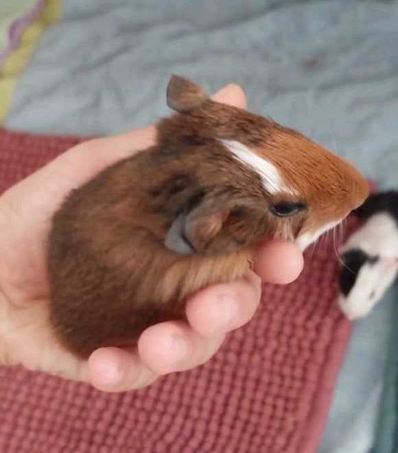 handtam cavia beertje, Animaux & Accessoires, Rongeurs, Août, Mâle, Domestique, Cobaye