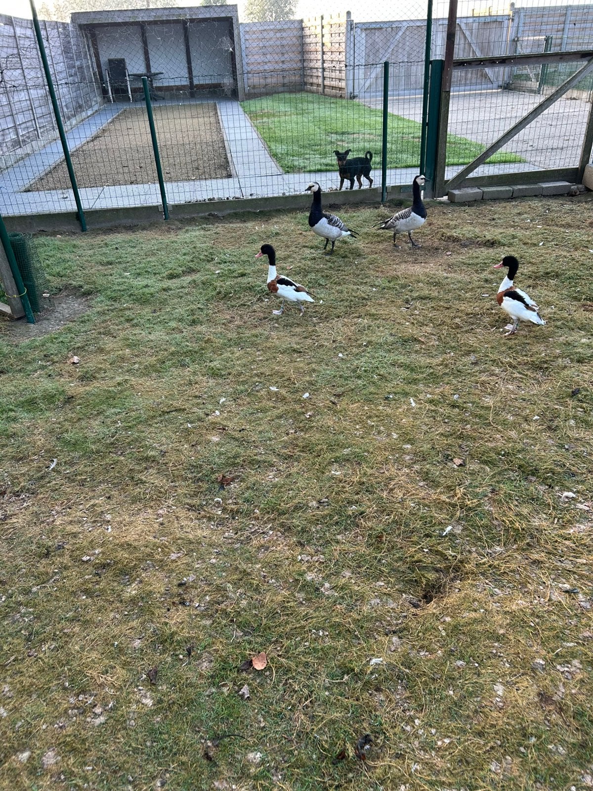 Brandgans en bergeend, Dieren en Toebehoren, Gans of Zwaan
