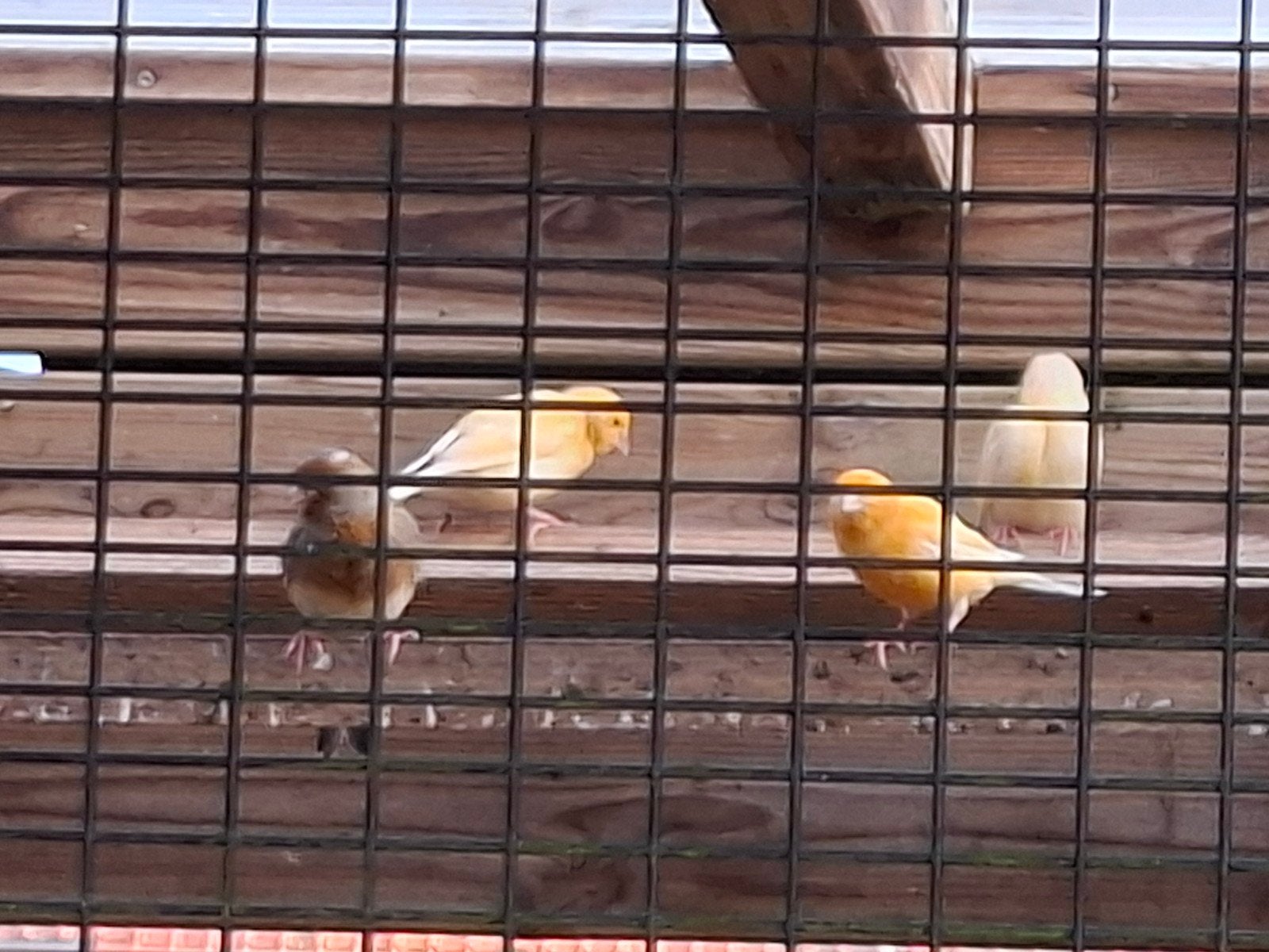 Einde kweek, Plusieurs animaux, Canari chanteur