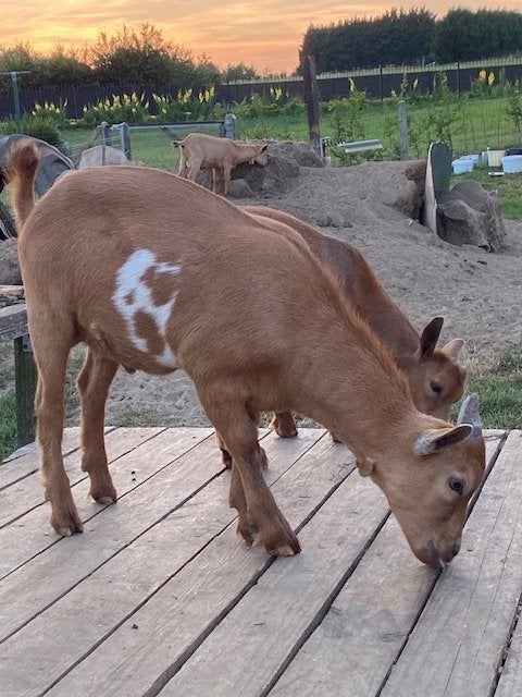 Dwerggeitjes, Animaux & Accessoires, Moutons, Chèvres & Cochons, Mâle, Chèvre, 0 à 2 ans