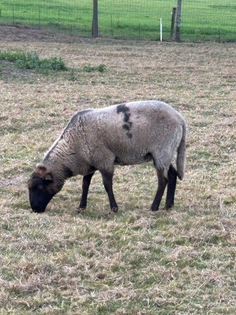 Ram Voskop à vendre né le 01/2026, Animaux & Accessoires, Mâle, Mouton, 0 à 2 ans