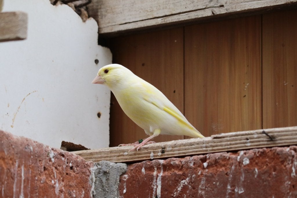 lutino groenlingen, Dieren en Toebehoren, Meerdere dieren, Wildzangvogel, Geringd