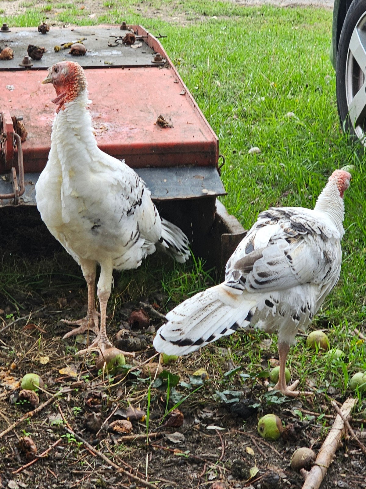 2 jonge kalkoenen ronquiere, Dieren en Toebehoren, Kalkoen