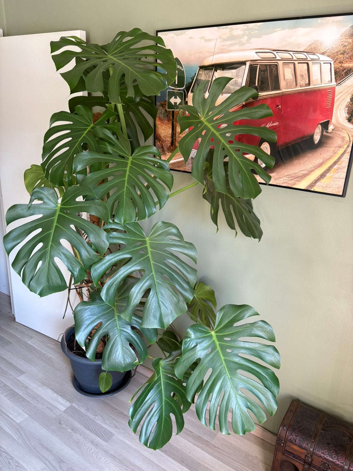 Grote monstera, Ophalen, Overige soorten, Halfschaduw, In pot