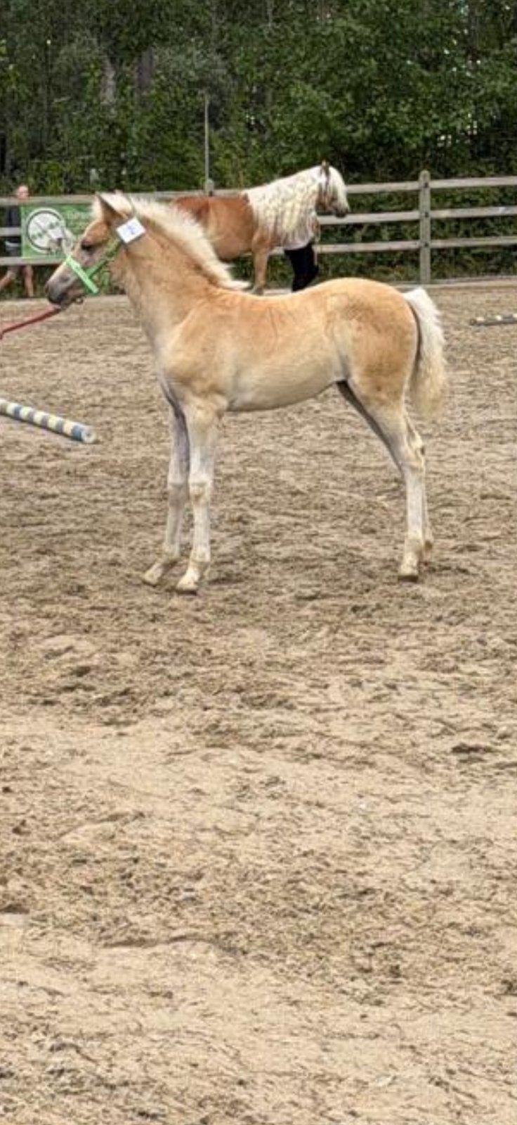 2 prachtige haflinger merrieveulens