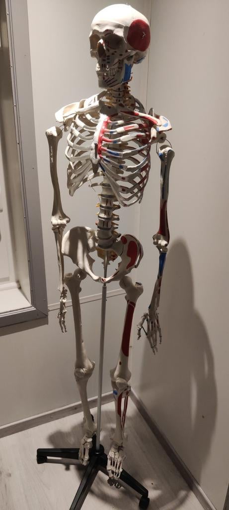 Anatomisch skelet, Diversen, Schoolbenodigdheden, Ophalen