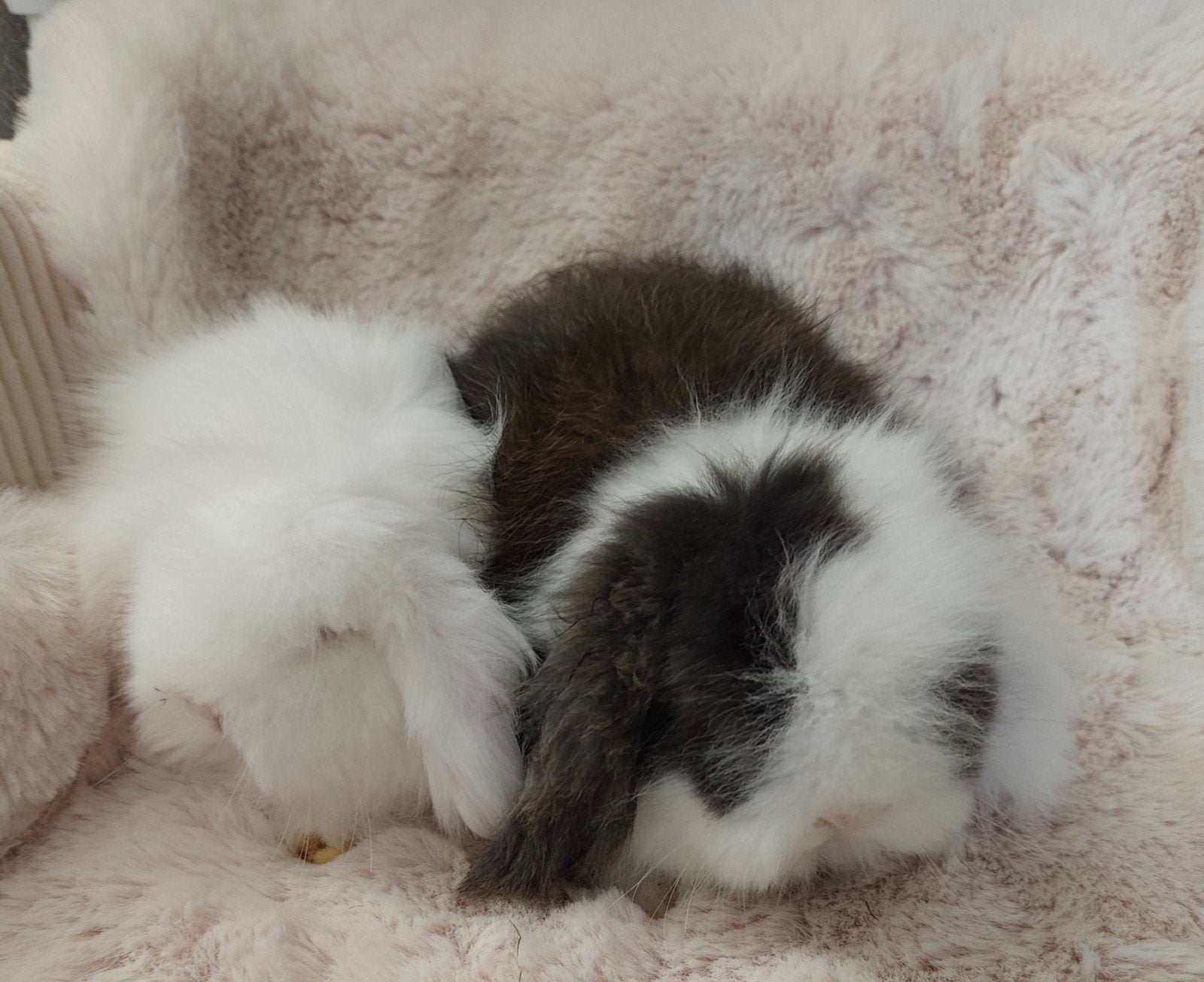 Ras zuiver Teddy widder koppeltje 8 weken, Dieren en Toebehoren, Konijnen, Meerdere dieren, Klein, Hangoor, 0 tot 2 jaar