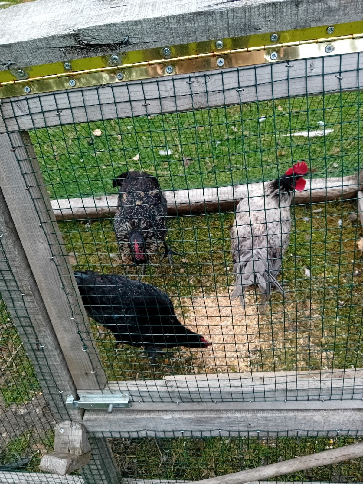 haanen, Dieren en Toebehoren, Pluimvee