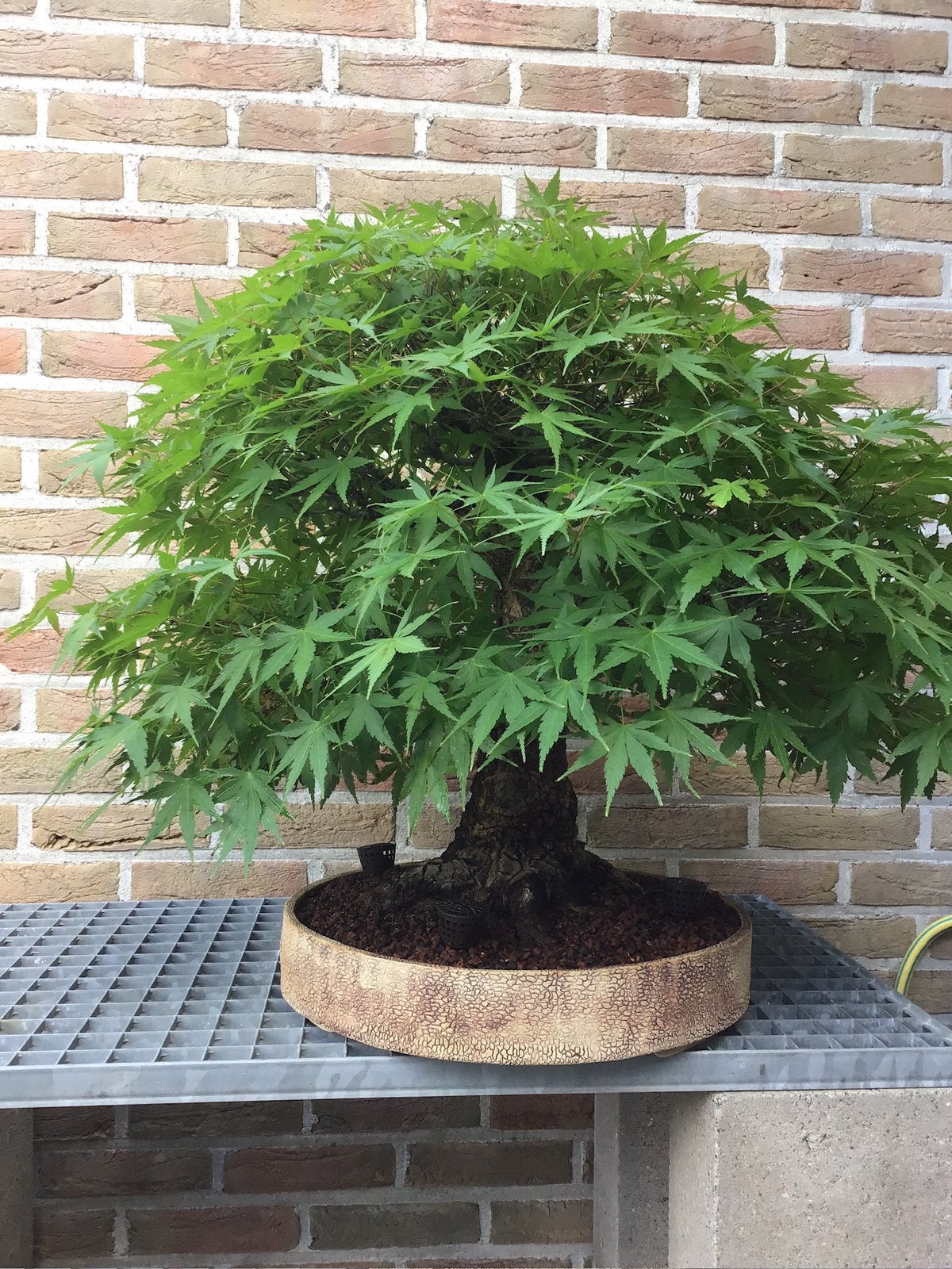 Acer Arakawa Bonsai, Tuin en Terras, Ophalen