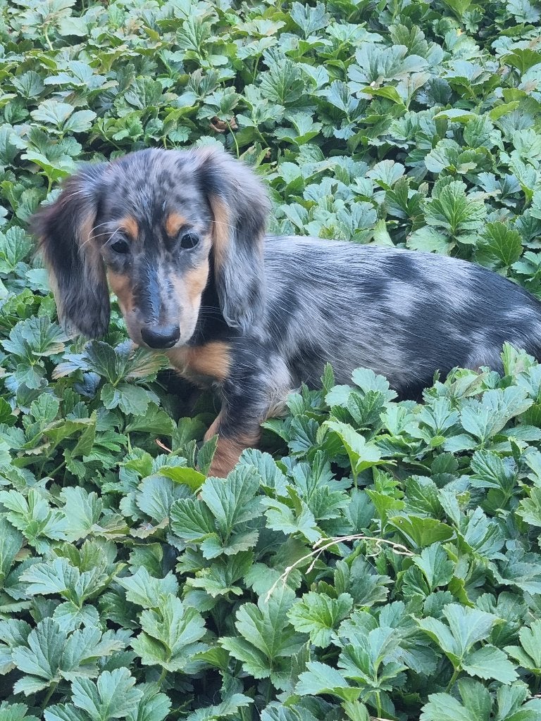 Langhaar teckel teefje (merle), Animaux & Accessoires, Chiens | Teckels & Bassets, Maladie de Carré (chiens), Poils longs, Plusieurs