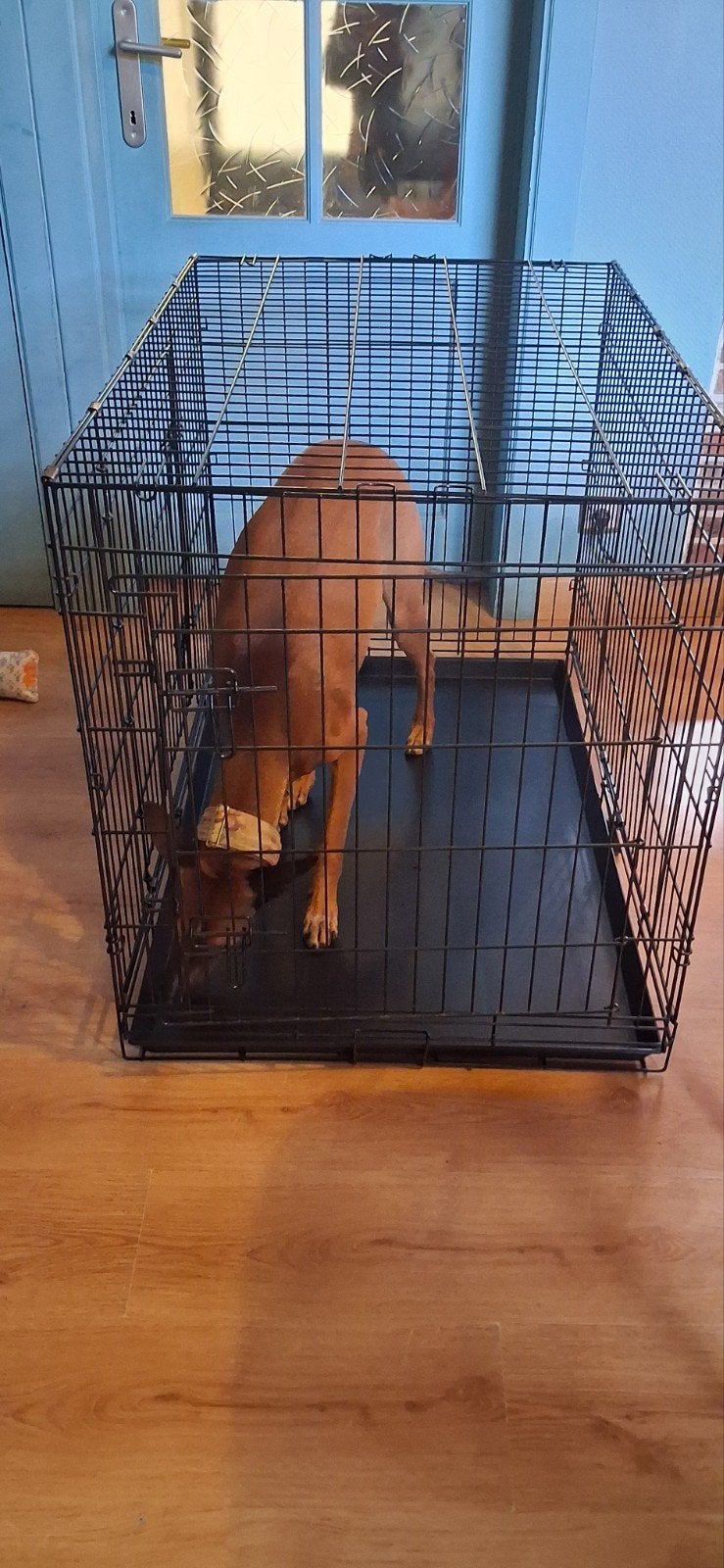 Grote bench (hond om grootte aan te tonen), Animaux & Accessoires, Enlèvement