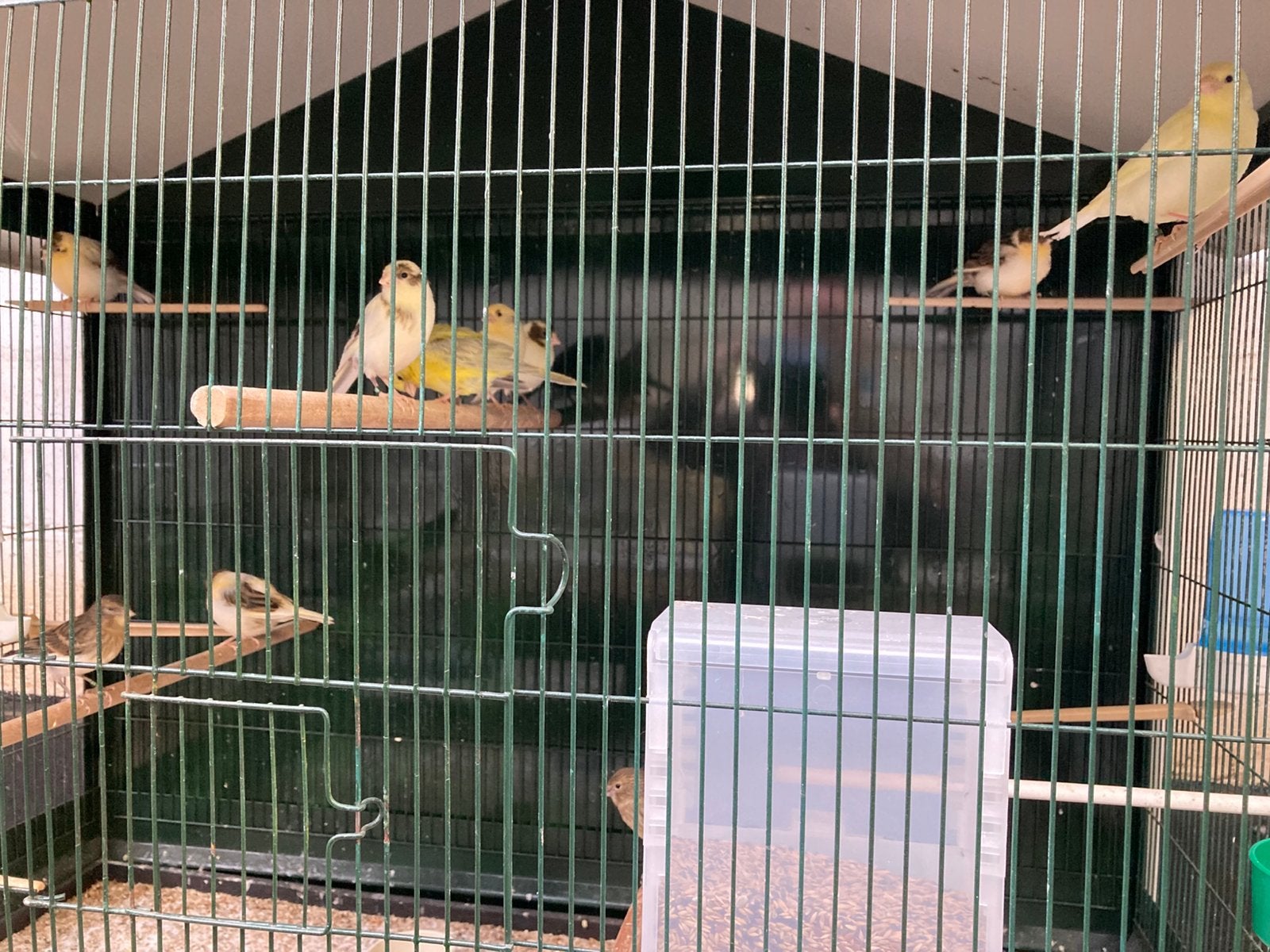 Allerlei kanaries te koop - 2026 en 2025, Dieren en Toebehoren