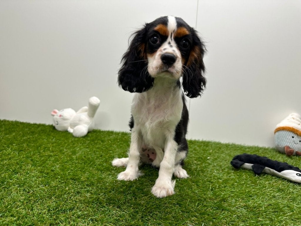 Cavalier King Charles Spaniel pups, België, 8 tot 15 weken, CDV (hondenziekte), Meerdere