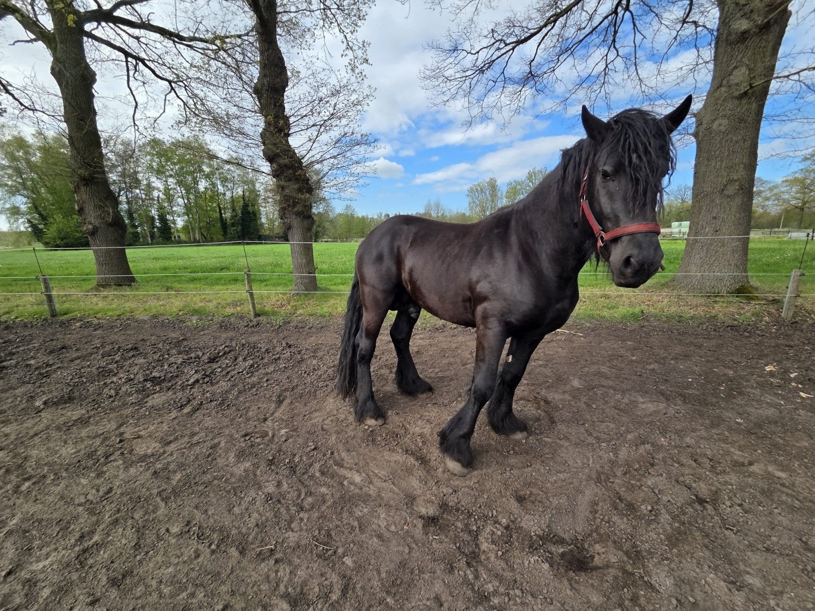 Hengst ter dekking kruising fries trekpaard, Dieren en Toebehoren, Paarden, Hengst