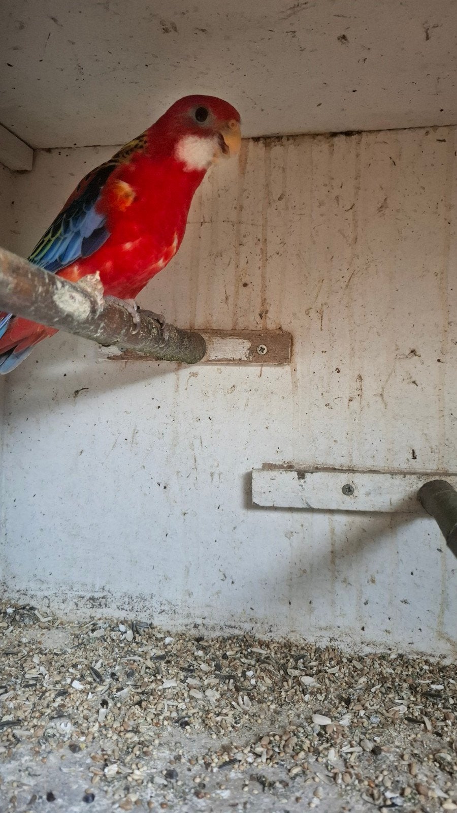 Rosella, Geslacht onbekend, Parkiet, Geringd