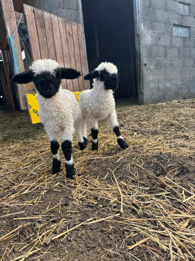 Walliser ooi lam, Vrouwelijk, Schaap, 0 tot 2 jaar