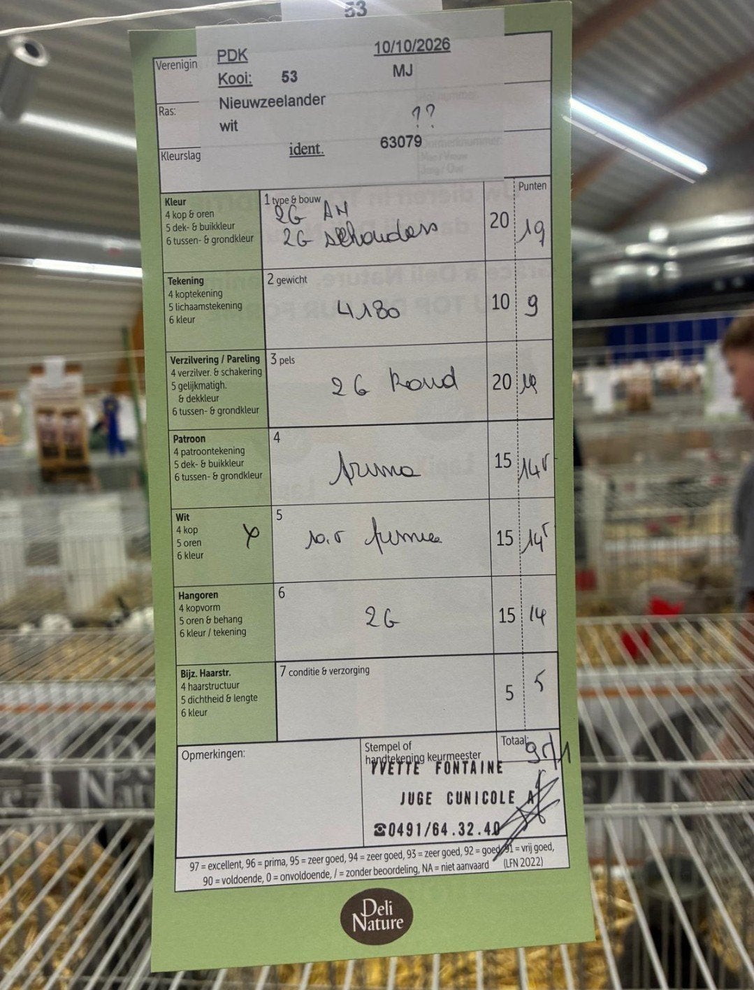 Prachtige Witte Nieuw-Zeelander (TT-kwaliteit), Plusieurs animaux, Grand, 0 à 2 ans