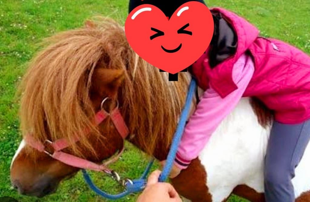 Super lieve kinderpony shetlander merrie 11 jaar oud., Merrie, A pony (tot 1.17m), 11 jaar of ouder, Recreatiepony