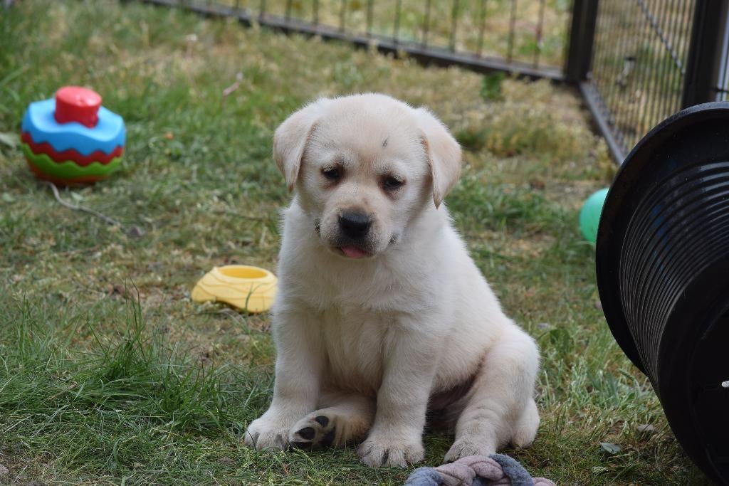Labrador pups, crèmekleurig, Parvo, België, 8 tot 15 weken, Labrador retriever