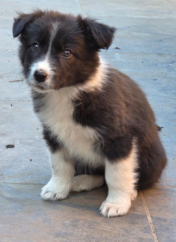 Border collie meisje, Chienne, Belgique, 8 à 15 semaines, Colley